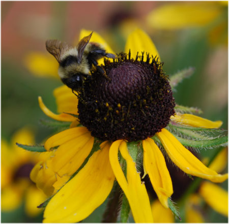 12-e1460614165690 Bee on flower