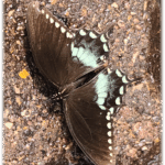 butterfly1 Butterfly