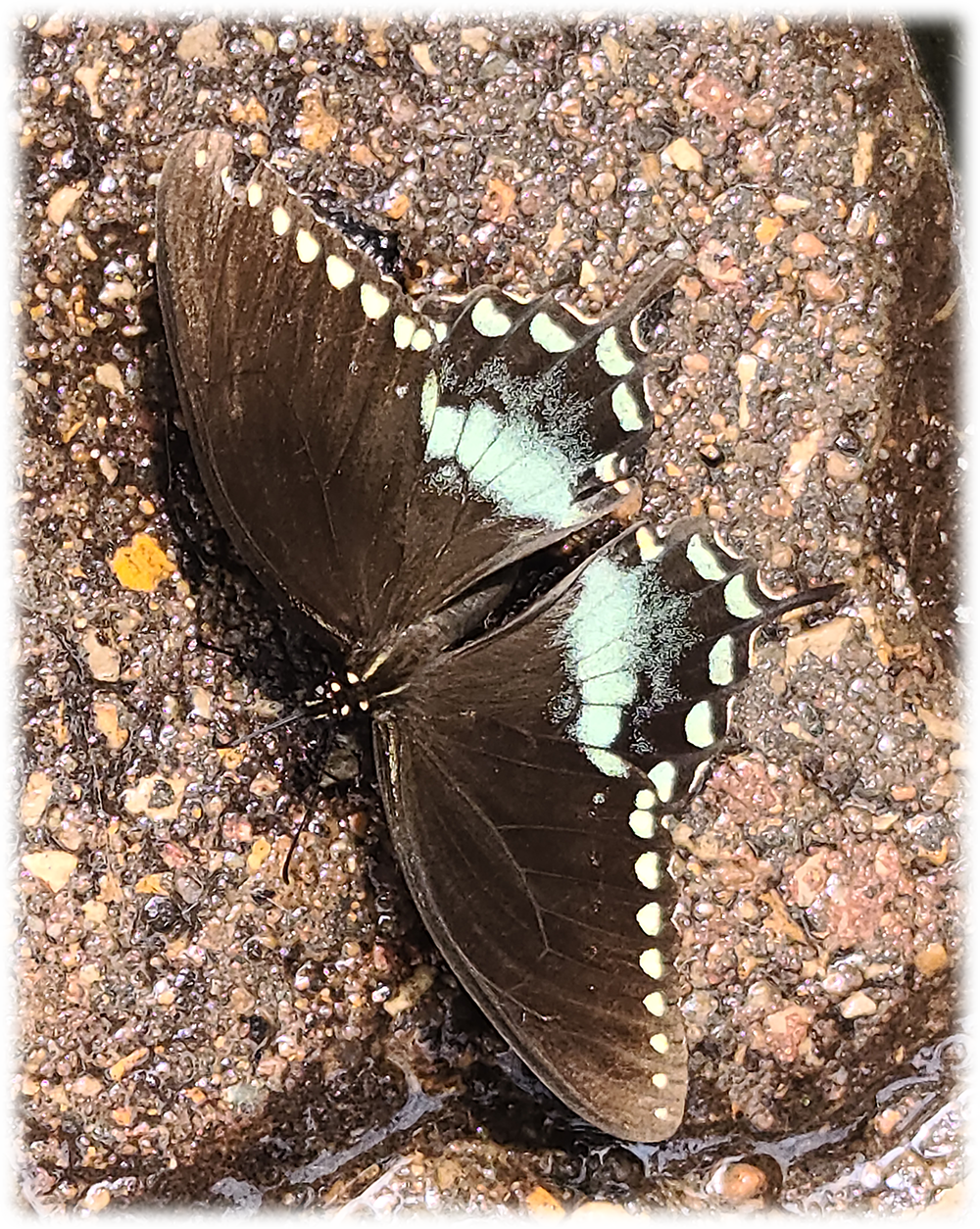 butterfly1 Butterfly